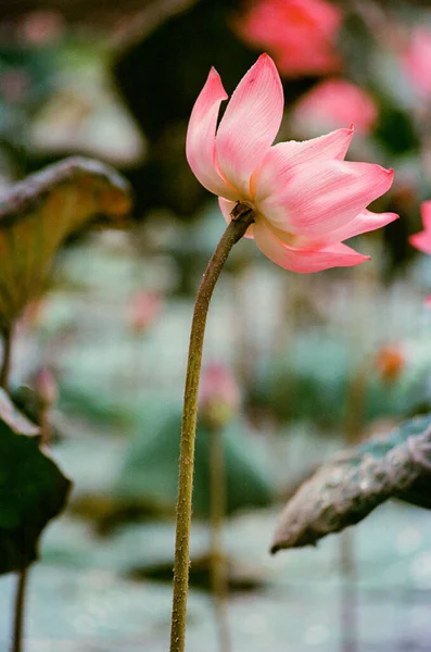 Nature photo film: Lotus flowers. This is beautifull flowers. Time: June 20, 2022. Location: Hue City. Content: the author uses the film Kodak Ektar to show the beauty of the lotus flower.