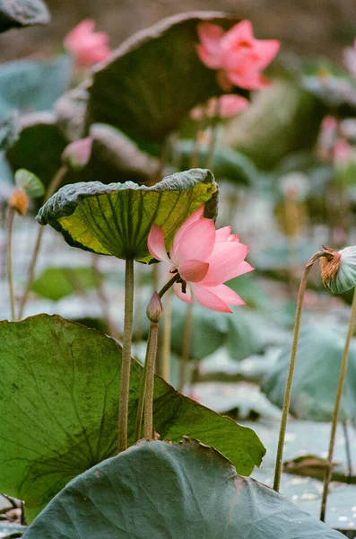 Nature photo film: Lotus flowers. This is beautifull flowers. Time: June 20, 2022. Location: Hue City. Content: the author uses the film Kodak Ektar to show the beauty of the lotus flower.