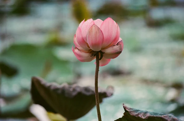 Nature photo film: Lotus flowers. This is beautifull flowers. Time: June 20, 2022. Location: Hue City. Content: the author uses the film Kodak Ektar to show the beauty of the lotus flower.