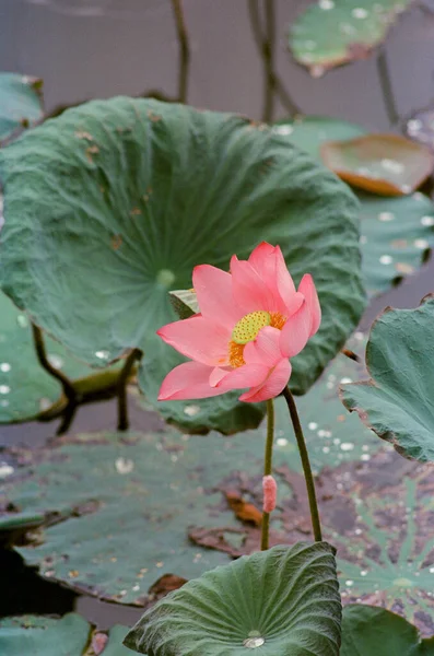 Nature photo film: Lotus flowers. This is beautifull flowers. Time: June 20, 2022. Location: Hue City. Content: the author uses the film Kodak Ektar to show the beauty of the lotus flower.