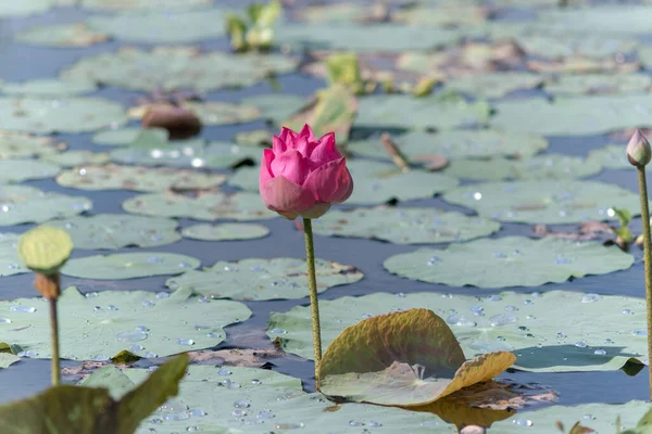 Nature Photo Lotus Flowers Beautifull Flowers Time July 2022 Location — Stockfoto