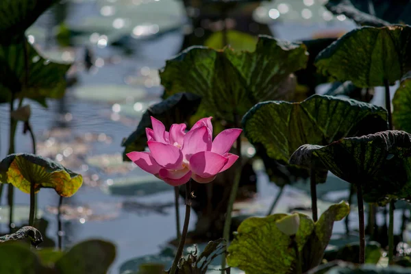 Nature Photo Lotus Flowers Beautifull Flowers Time July 2022 Location — Foto de Stock
