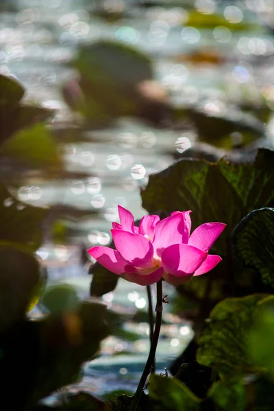 Nature Photo Lotus Flowers Beautifull Flowers Time July 2022 Location — Stock Photo, Image