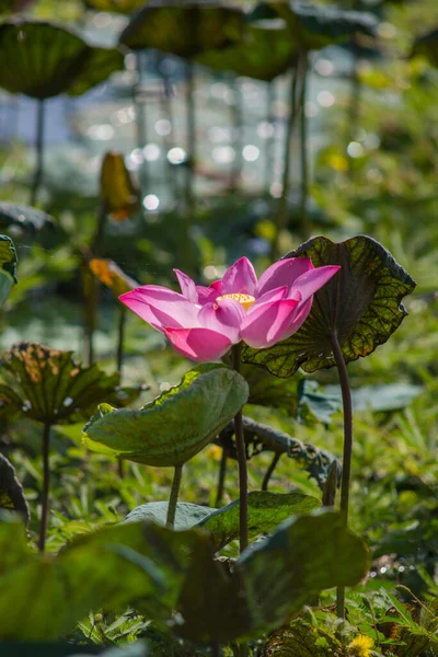Naturfoto Lotusblüten Zeit Juli 2022 Ort Chi Minh Stadt Inhalt — Stockfoto