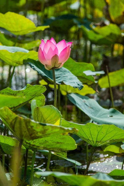 Nature Photo Lotus Flowers Beautifull Flowers Time July 2022 Location — Foto de Stock