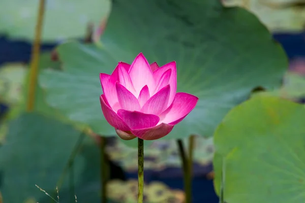 Nature Photo Lotus Flowers Beautifull Flowers Time July 2022 Location — Stockfoto