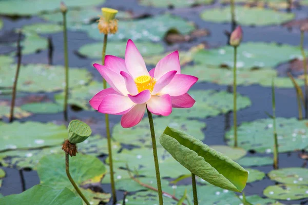 Nature Photo Lotus Flowers Beautifull Flowers Time July 2022 Location — Fotografia de Stock