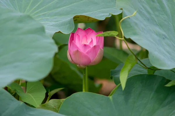 Nature Photo Lotus Flowers Beautifull Flowers Time July 2022 Location — Stockfoto