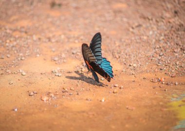 Macro photo: snails crawling on trees. Time: August 14, 2022. Location: botanical garden in Ho Chi Minh City. Content: The author uses the technique of macro photography to capture snails, and butterflies hoping to create interest.  