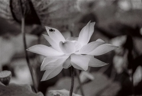 Nature photo film: Lotus flowers. This is beautifull flowers.Time: August 20, 2022. Location:Vietnam. Content: The author uses Trix 400 film to capture lotus flowers. This is a set of photos taken with black and white film.