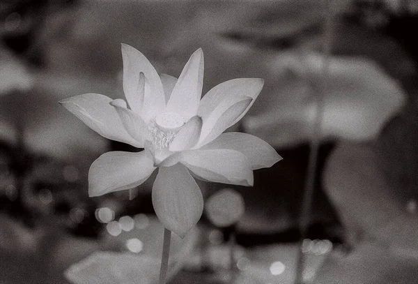 Nature photo film: Lotus flowers. This is beautifull flowers.Time: August 20, 2022. Location:Vietnam. Content: The author uses Trix 400 film to capture lotus flowers. This is a set of photos taken with black and white film.