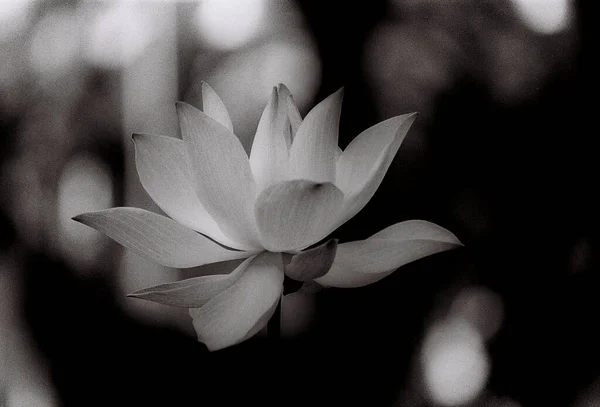 Nature photo film: Lotus flowers. This is beautifull flowers.Time: August 20, 2022. Location:Vietnam. Content: The author uses Trix 400 film to capture lotus flowers. This is a set of photos taken with black and white film.