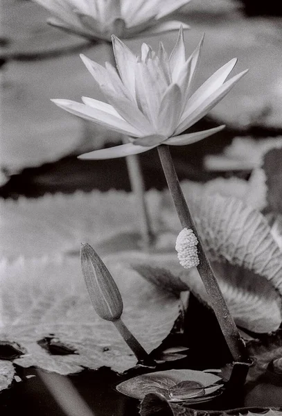 Nature photo film: Lotus flowers. This is beautifull flowers.Time: August 20, 2022. Location:Vietnam. Content: The author uses Trix 400 film to capture lotus flowers. This is a set of photos taken with black and white film.