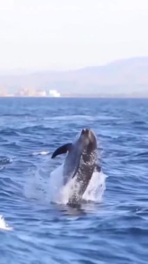 Katil balina okyanusta zıplayan vahşi hayvan