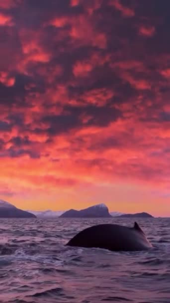 Killer Wieloryb Skacze Dzikie Zwierzę Oceanie — Wideo stockowe
