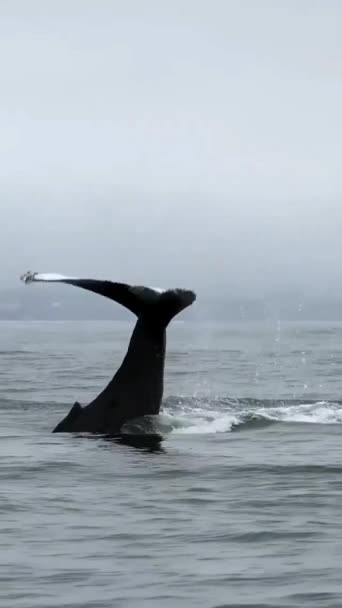 Killer Wieloryb Skacze Dzikie Zwierzę Oceanie — Wideo stockowe