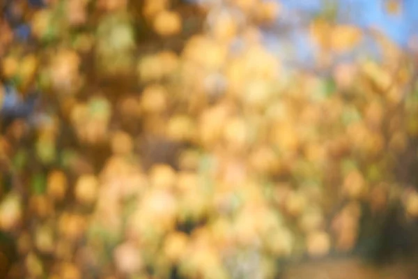 Bulanık turuncu yapraklar. Sonbahar bokeh etkisi yapar. Doğal arkaplan, doku kavramı.                                