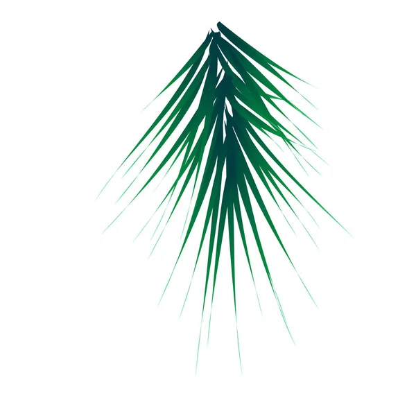 Zelená Smrková Větev Jedlové Větve Vektorová Ilustrace — Stockový vektor