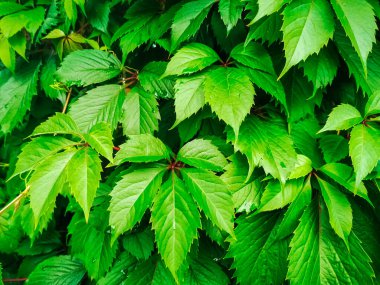 Yeşil sarmaşık yapraklı yeşil sarmaşık yapraklı duvar arkaplanı. Doğa dokusu bitkileri