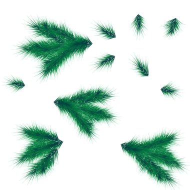 Noel Ağacı için Gerçekçi Dallar Koleksiyonu, Pine. Vektör