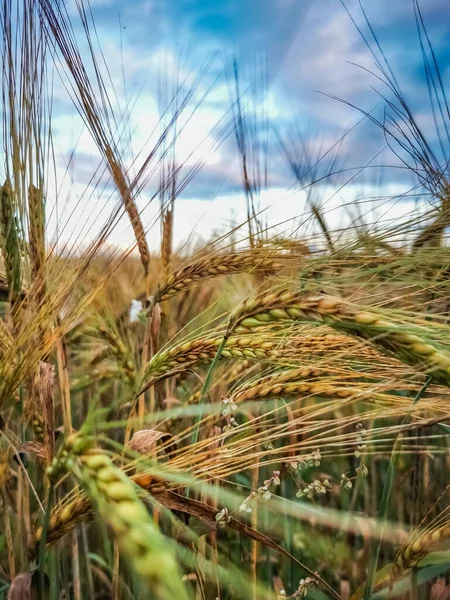 골든 바클리 필드. 밀 귀닫기. 여름날밀 밭 — 스톡 사진