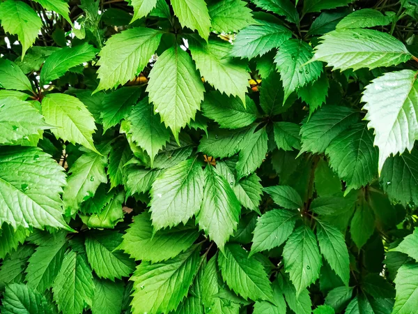 Yeşil sarmaşık yapraklı yeşil sarmaşık yapraklı duvar arkaplanı. Doğa dokusu bitkileri