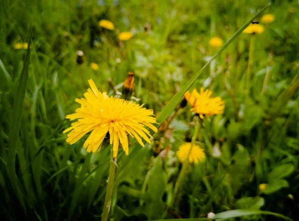 Diente de león amarillo en flor en hierba verde. Primer plano. fondo de verano —  Fotos de Stock