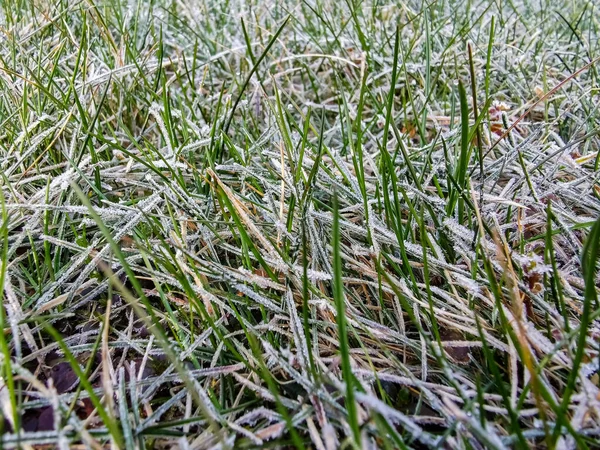 Gras mit Frost Nahaufnahme natürliche Textur bedeckt — Stockfoto