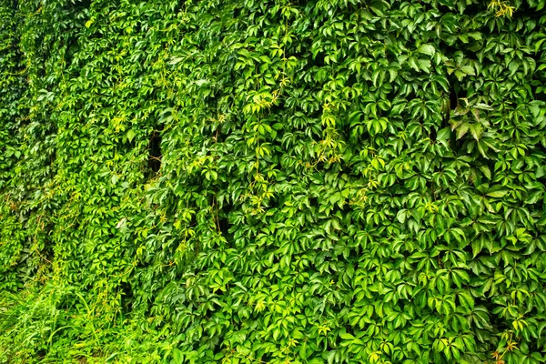 Zeď se zelení. přirozený vzor pozadí textury — Stock fotografie