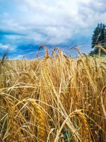 구름낀 배경에 있는 노란색밀 밭의 물결치는 귀 — 스톡 사진