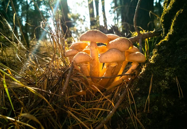Setas de miel en el bosque de otoño. Primer plano. hermosas setas comestibles i a la luz del sol — Foto de Stock