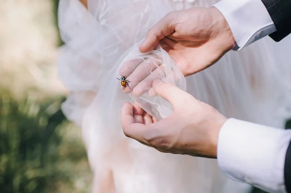 Menyasszony Vőlegény Egy Kis Rovart Tartanak Kezükben Egy Bogarat Fátylon — Stock Fotó