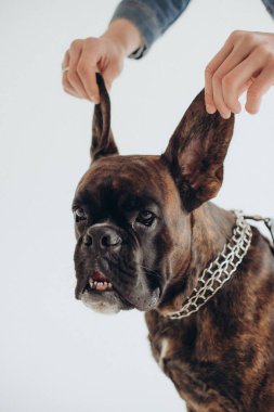 Boksör köpeği, beyaz arka planda zarifçe yatar.