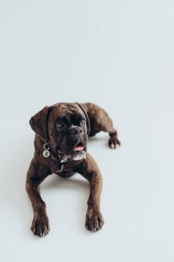 Boksör köpeği, beyaz arka planda zarifçe yatar.
