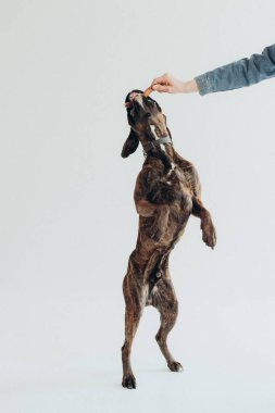 Bir boksör köpeğine beyaz arka planda lezzetli bir ikram verilir.