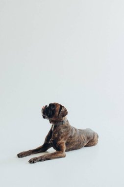 Boksör köpeği, beyaz arka planda zarifçe yatar.