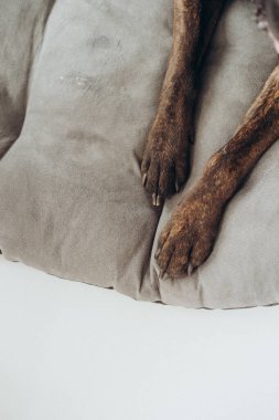 Boksör köpeği, beyaz arka planda zarifçe yatar.