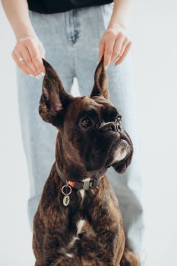Bir boksör köpeği beyaz arka planda kulaklarından tutulur.