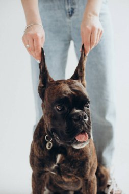 Bir boksör köpeği beyaz arka planda kulaklarından tutulur.