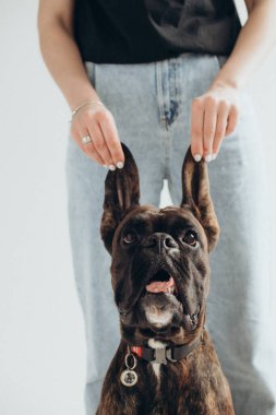 Bir boksör köpeği beyaz arka planda kulaklarından tutulur.