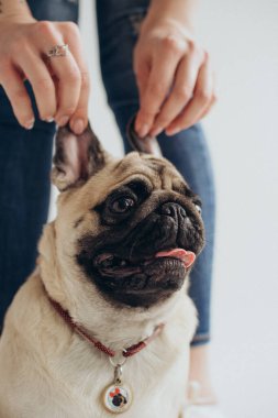 Beyaz arka planda komik sevimli pug