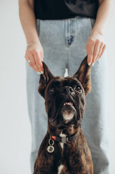 a boxer dog is held by the ears on a white background