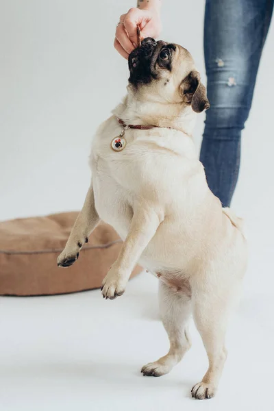 Beyaz Arka Planda Komik Sevimli Pug — Stok fotoğraf
