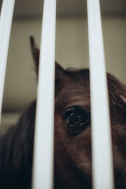 At, parmaklıkların arkasındaki ahırda yakın planda.