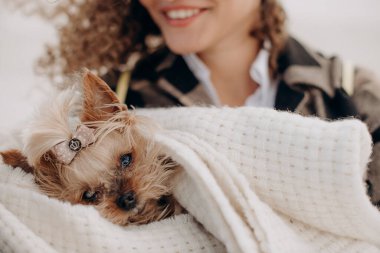 Küçük evcil hayvan, komik köpek arkadaş.