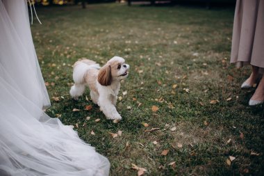 Şirin shih tzu gelinin etrafında oynaşıyor.