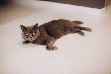 İskoç kedisi yerde yatıyor.