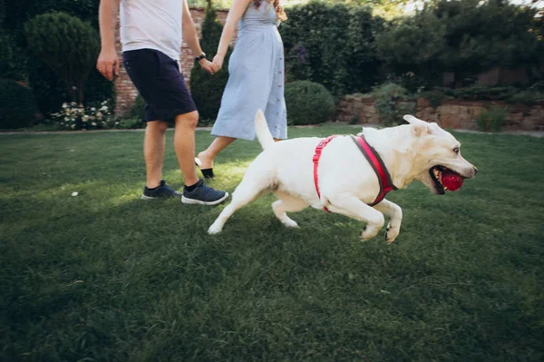 Hravý Bílý Labrador Procházející Parku — Stock fotografie