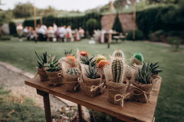 Muchos Pequeños Cactus Suculentas — Foto de Stock