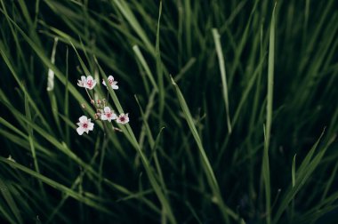 Uzun yeşil çimenlerin arasında küçük beyaz çiçekli dal